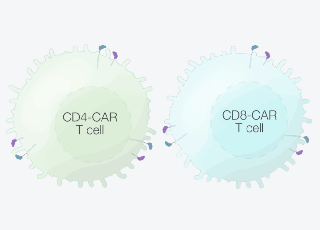 Anti-HIV-CAR-T-cells-animated